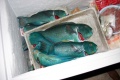 Some of the frozen Parrot fish waiting for the supply ship to take them to Rarotonga.